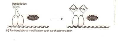 PCR primer annealing