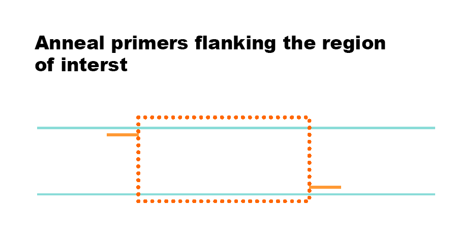 PCR strand synthesis