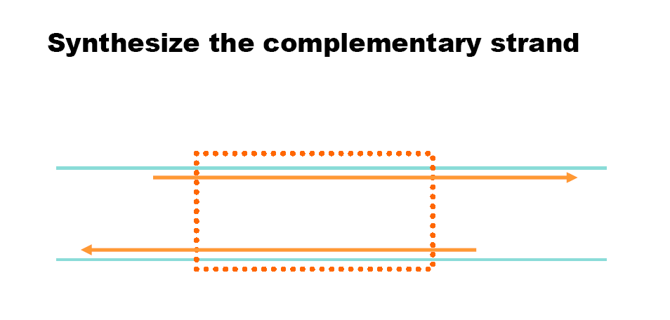 PCR exponential amplification