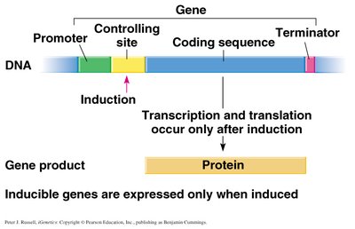 Organization of an inducible gene containing an operon