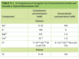 Comparison of inorganic ion concentrations inside and outside a typical mammalian cell