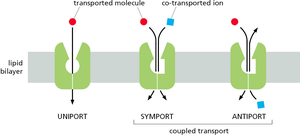 Uniport, symport, and antiport mechanisms