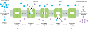 Glucose transport facilitated by Na+ gradient