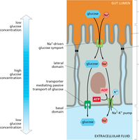 Transcellular transport of glucose in intestinal epithelial cells