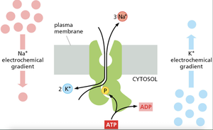 Plasma membrane Na+-K+ pump mechanism