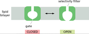Ion channel open and closed states