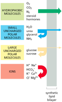Permeability of different molecules across synthetic lipid bilayer