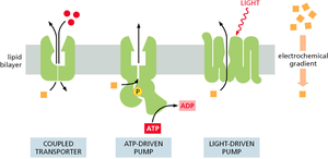 Three ways of driving active transport
