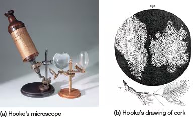 Hooke's microscope and drawing of cork