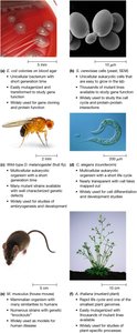 Common model organisms in cell biology