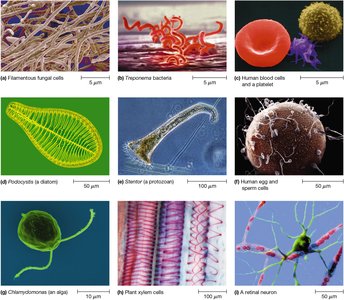Diversity of cell types