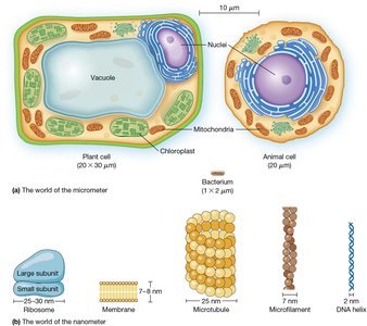 Cellular dimensions: micrometer and nanometer scale