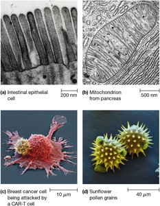 Electron microscopy: TEM and SEM images