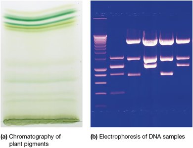 Chromatography and electrophoresis