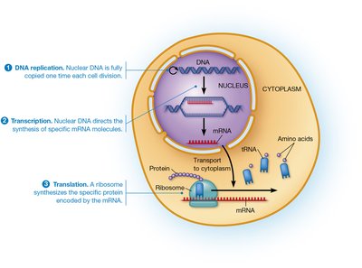 Central dogma: DNA replication, transcription, translation