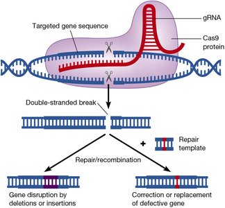 CRISPR genome editing mechanism