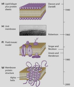 Timeline of membrane models: Davson-Danielli, Robertson, Singer and Nicolson