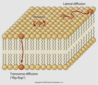 Lipid movement in membranes: lateral diffusion, rotation, flip-flop