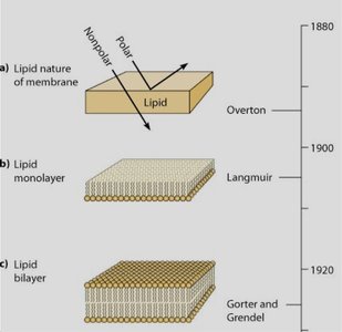 Timeline of membrane models: Overton, Langmuir, Gorter and Grendel