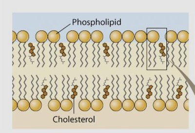 Cholesterol in the plasma membrane