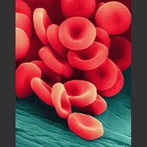 Red blood cells, used in Gorter and Grendel's experiment