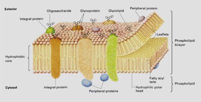 Types of membrane proteins