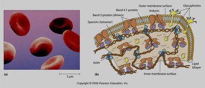SDS-PAGE method for membrane proteins
