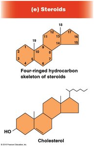 Steroid structure and cholesterol