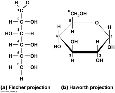 Fischer and Haworth projections of glucose