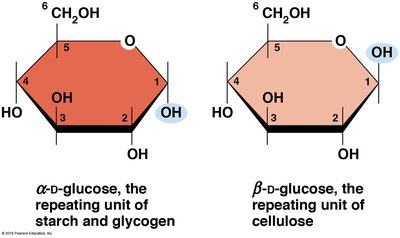 Alpha and beta ring forms of glucose