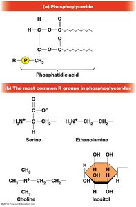 Phosphoglyceride structure and common R groups