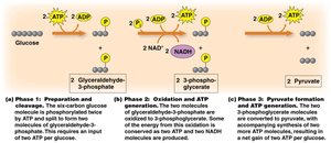 Glycolysis phase 3: Pyruvate formation and ATP generation