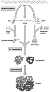 Diagram of transcription, translation, and assembly of proteins