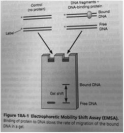 Electrophoretic Mobility Shift Assay (EMSA) diagram