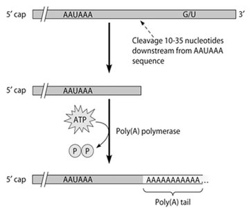 Polyadenylation and termination of mRNA transcription