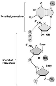 5' cap structure of mRNA