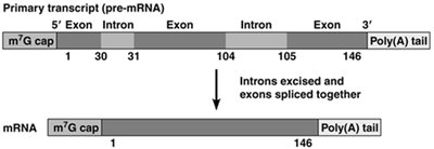 Splicing of introns from pre-mRNA