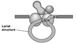 Lariat structure formed during splicing