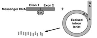 Excised intron lariat and spliced mRNA