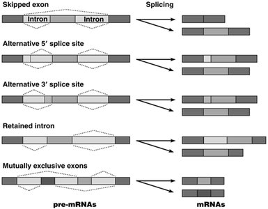 Types of alternative splicing