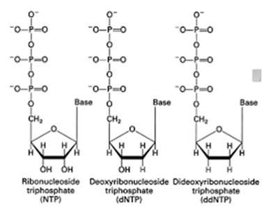 Structures of NTP, dNTP, and ddNTP