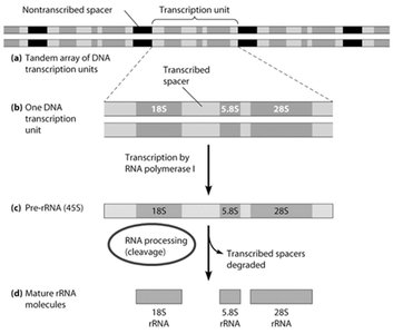 Processing of rRNA genes and transcripts