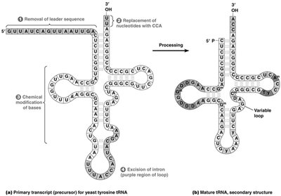Processing and secondary structure of tRNA