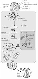 Retrovirus reproductive cycle