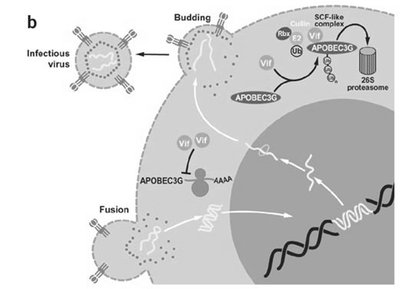 HIV Vif protein counteracts APOBEC3G