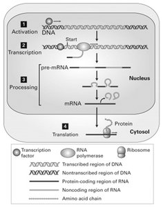 Overview of gene expression: activation, transcription, processing, translation