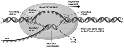 Transcription elongation complex showing coding and template strands