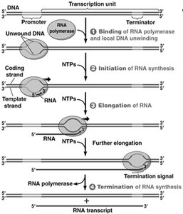 Steps of transcription: initiation, elongation, termination