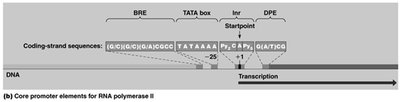 Core promoter elements for RNA polymerase II