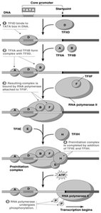 Assembly of general transcription factors and RNA polymerase II at the promoter